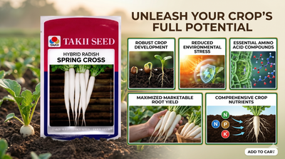 Hybrid Radish Spring Cross F1 Seeds | High Yield White Radish Variety