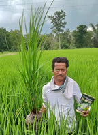 dhan mai zabardast harapan