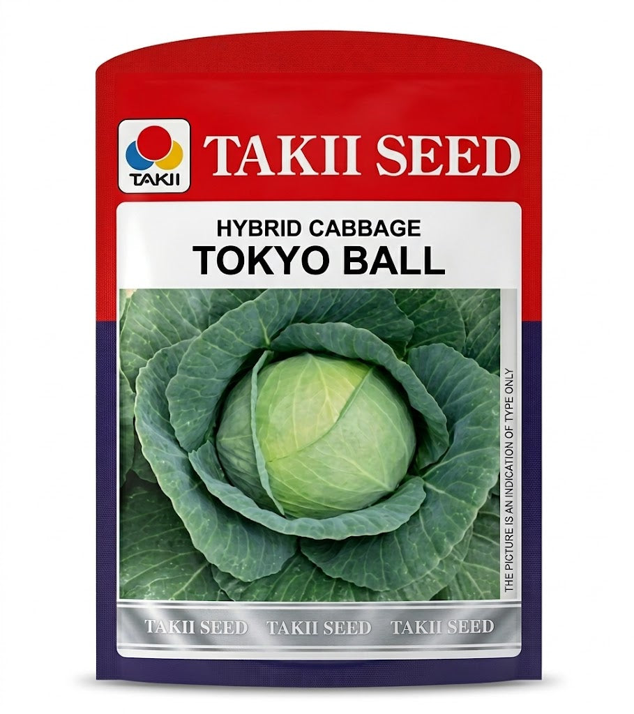 Hybrid Cabbage Tokyo Ball F1 Seeds | High Yield Round Green Cabbage Variety